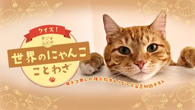 クイズ！世界のにゃんこことわざー猫ネコ癒しの雑学教養トリビア学習豆知識テストーのパッケージ画像